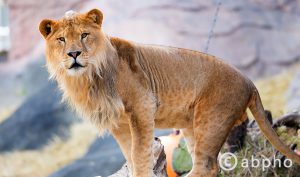 「世界の動物園&水族館 ベスト10」2017年11月19日放送 動物の画像つき!