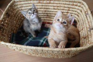 Canon EOS kissMフルサイズサンプル画像