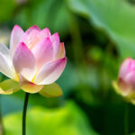 ネットオフとアフィリエイト提携できるASPは?豊富なサービス一覧(2023年5月版)